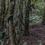 Cathedral of Ferns - Mount Wilson