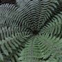 Cathedral of Ferns - Mount Wilson