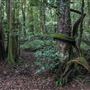 Cathedral of Ferns - Mount Wilson