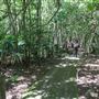 Minnamurra Rainforest Walk - Budderoo National Park
