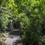 Minnamurra Rainforest Walk - Budderoo National Park