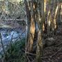 Clarrie Hall Dam