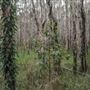 Cudgen Creek