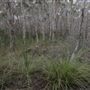 Cudgen Creek
