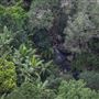 Minyon Falls - Nightcap National Park