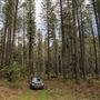 Jenolan State Forest