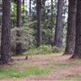 Jenolan State Forest