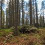 Jenolan State Forest