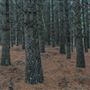 Dingo Road Arboretum - Vulcan State Forest