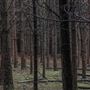 Dingo Road Arboretum - Vulcan State Forest