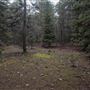 Dingo Road Arboretum - Vulcan State Forest