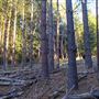 Dingo Road Arboretum - Vulcan State Forest