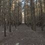 Dingo Road Arboretum - Vulcan State Forest