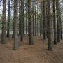 Dingo Road Arboretum - Vulcan State Forest