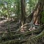 Ardeena - Jungle / Rainforest Private Property
