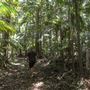 Ardeena - Jungle / Rainforest Private Property
