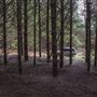 Douglas Fir Stand - Vulcan State Forest