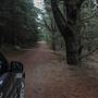 Douglas Fir Stand - Vulcan State Forest