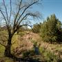Quirindi