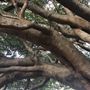 Mick Ryan Park - Big Fig Tree