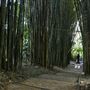 Crystal Castle - Bamboo Avenue