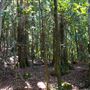 Glengariff Estate Rainforest