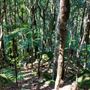 Glengariff Estate Rainforest
