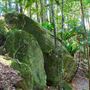 Glengariff Estate Rainforest