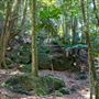 Glengariff Estate Rainforest