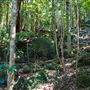 Glengariff Estate Rainforest