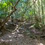 Glengariff Estate Rainforest