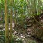 Glengariff Estate Rainforest