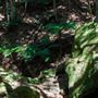 Glengariff Estate Rainforest