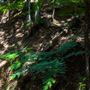Glengariff Estate Rainforest