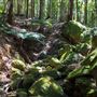 Glengariff Estate Rainforest