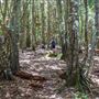 Glengariff Estate Rainforest