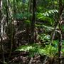 Glengariff Estate Rainforest
