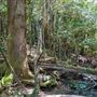 Glengariff Estate Rainforest