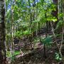 Glengariff Estate Rainforest
