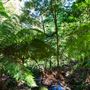 Glengariff Estate Rainforest