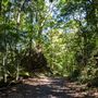 Glengariff Estate Rainforest