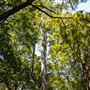 Glengariff Estate Rainforest