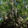 Glengariff Estate Rainforest