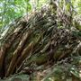 Glengariff Estate Rainforest