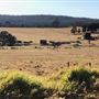 Pambula Area Farms