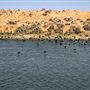 Weir Channel - Menindee
