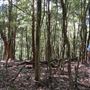 Otford Farm - Jungle Set Build Site