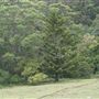 Otford Farm - The Pines Paddock with Jungle Gully