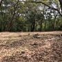 Otford Farm - The Pines Paddock with Jungle Gully