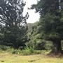 Otford Farm - The Pines Paddock with Jungle Gully
